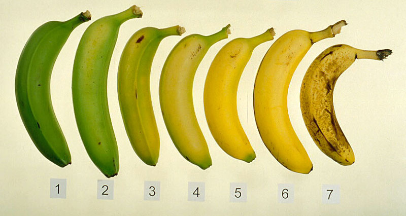 How To Know If Your Banana Measures Up when-to-eat-a-banana-banana-ripeness-table-stock-vector-illustration