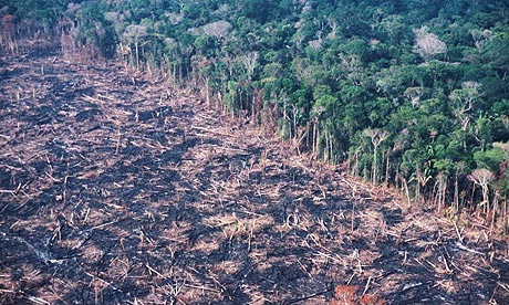 Deforestation of Animal Agriculture