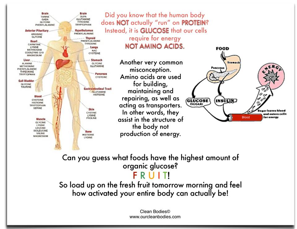 Functions Of Fat In The Body 69