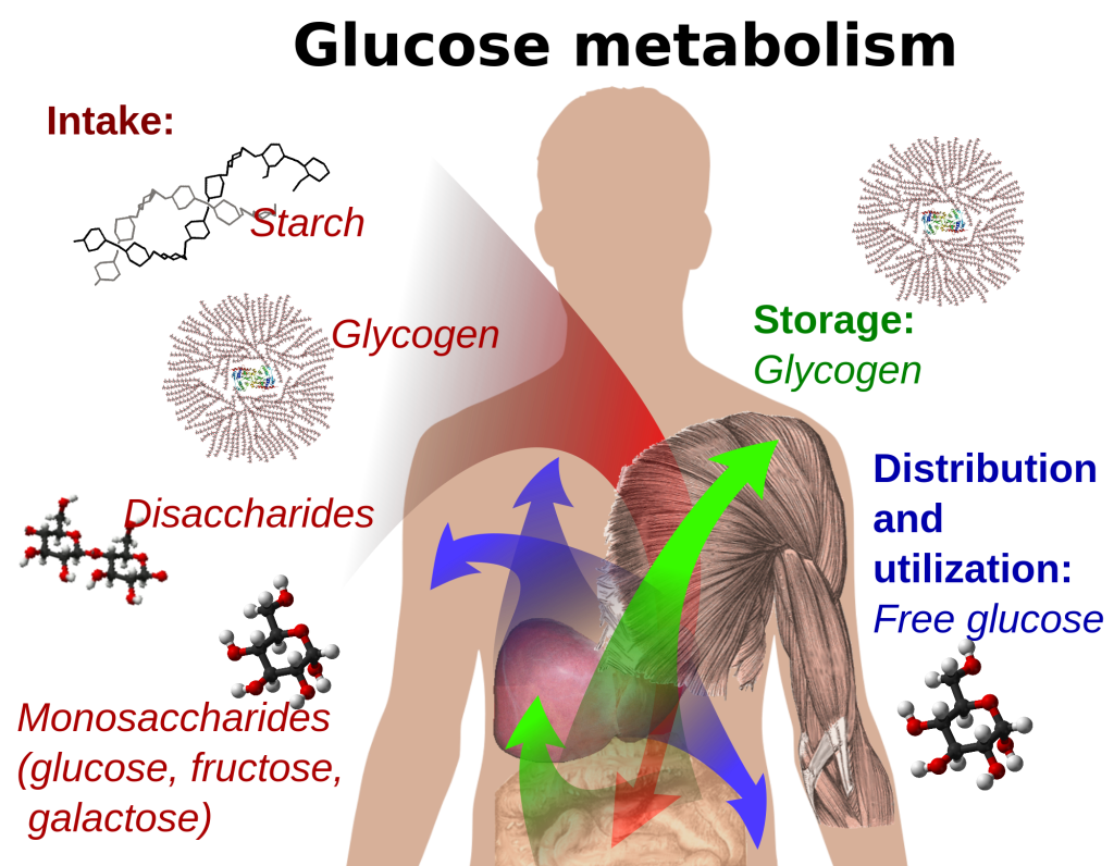 Protein Conversion To Fat 106