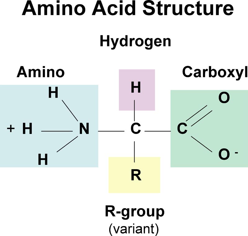 Plant Sources of Protein Building Blocks (Amino Acids)