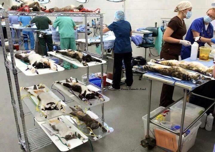 Make Up Animal Testing Laboratory