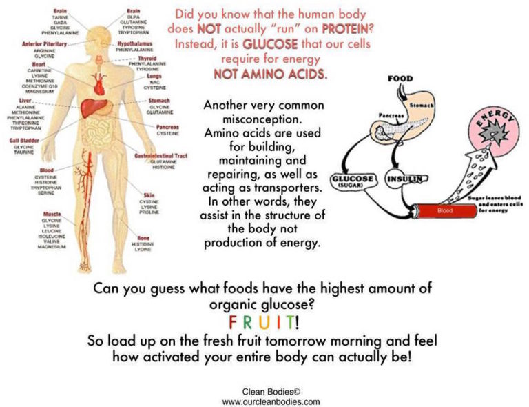 The Protein Report